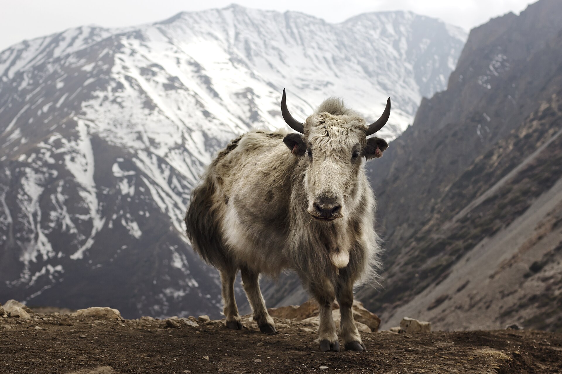 Annapurna Circuit jeep cheat-sheet 2026: where the road actually ends