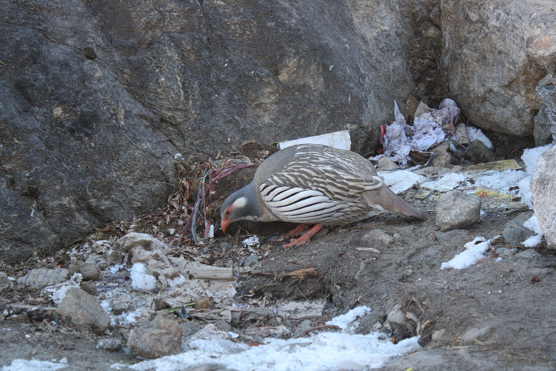 Mera Peak — Nepal trek